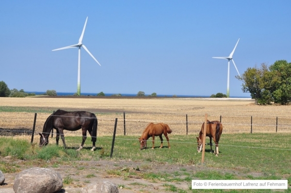 Pferde auf dem Ferienbauernhof Lafrenz auf Fehmarn